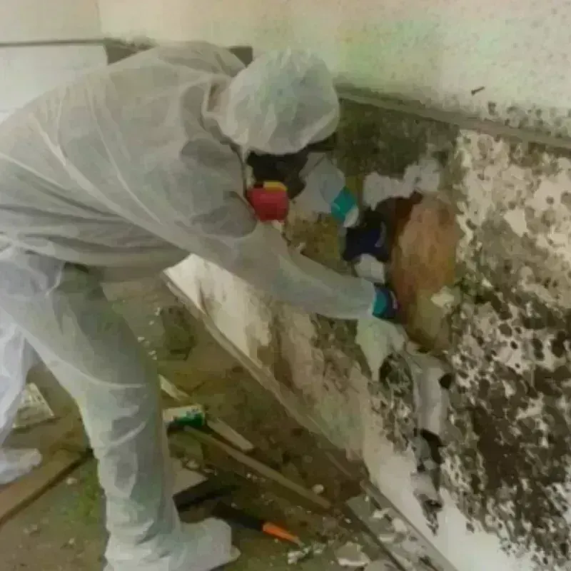 Mold Remediation and Removal in Monticello, MN